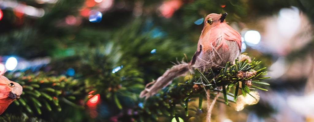 How Green is your Christmas Tree? - Yeo Valley Organic