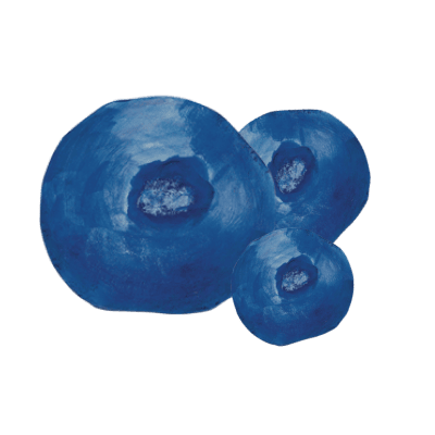 blueberries illustration