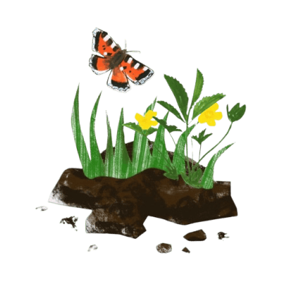 butterfly illustration